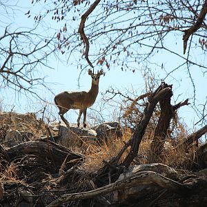 Klipspringer with broken horn, South Africa