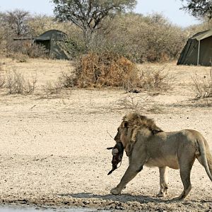 Lion with small warthog near Fly camp