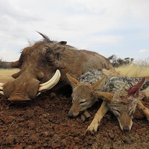 Warthog & Jackall South Africa Hunt