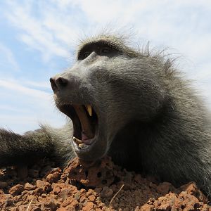 Baboon Hunting in South Africa