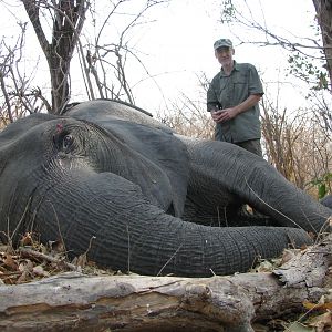 Hunting Zimbabwe Tuskless Elephant