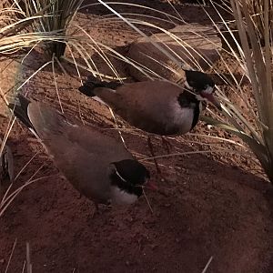 Warren Wildlife Gallery