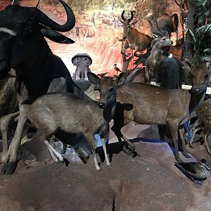 Warren Wildlife Gallery