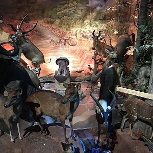 Warren Wildlife Gallery