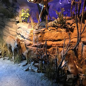 Warren Wildlife Gallery