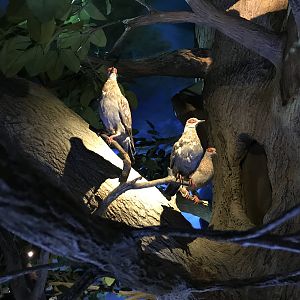 Warren Wildlife Gallery