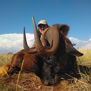 Hunt Black Wildebeest South Africa