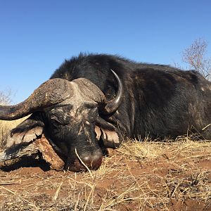 South Africa Cape Buffalo Hunt