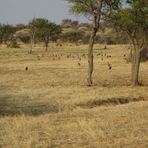 Guinea fowl were very plentiful