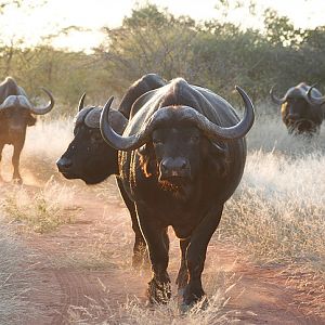 South Africa Cape Buffalo