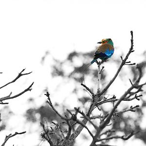 Purple Roller South Africa