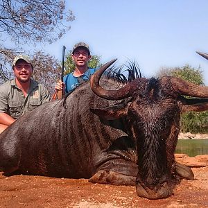 South Africa Blue Wildebeest Hunting