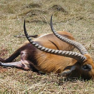 Lechwe Hunt