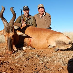 Red Hartebeest Hunt South Africa