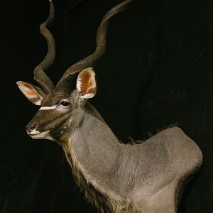 Kudu Shoulder Mount Taxidermy