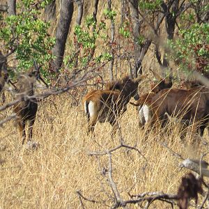 Sable Antelope in Mozambique