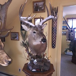 Whitetail Deer Pedestal Taxidermy