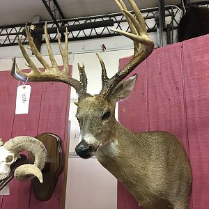 Deer Shoulder Mount Taxidermy