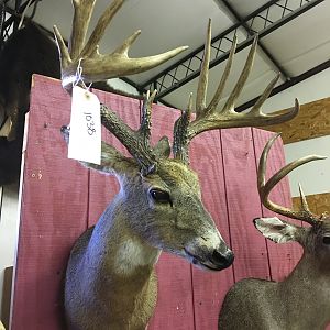 Deer Shoulder Mount Taxidermy