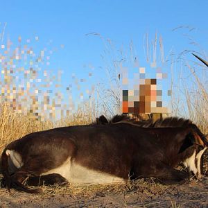 Hunt Sable Antelope Namibia