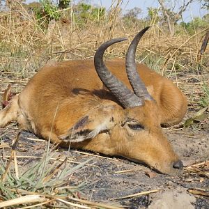 Hunt Reedbuck