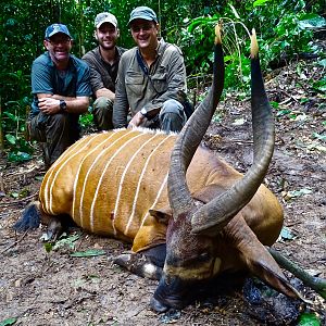 Bongo Hunting in the Congo