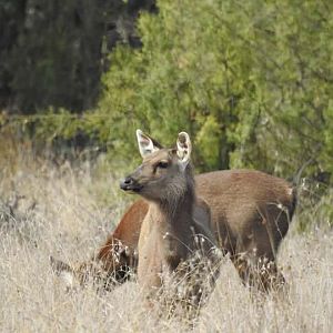 Sambar Deer