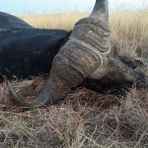 Cape Buffalo Hunt in South Africa