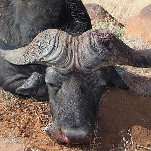 Hunt Cape Buffalo South Africa