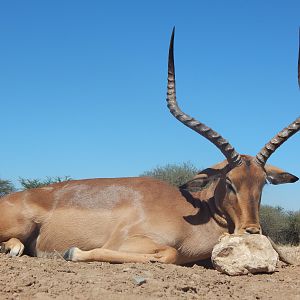 Hunt Impala in Namibia