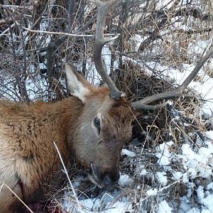 Guided Elk Hunt USA