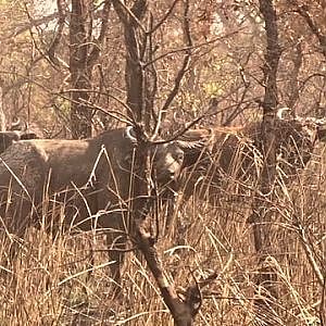 Buffalo's from Benin Congo