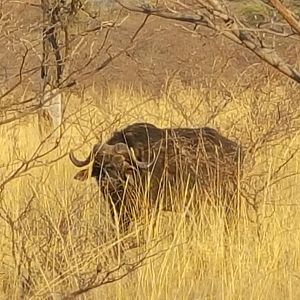 Cape Buffalo in the Caprivi Namibia