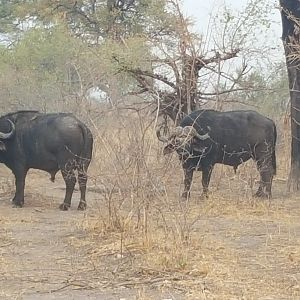 Cape Buffalo in the Caprivi Namibia