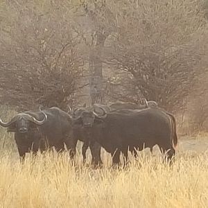 Cape Buffalo in the Caprivi Namibia