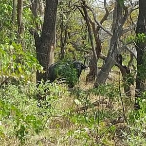 Cape Buffalo in the Caprivi Namibia