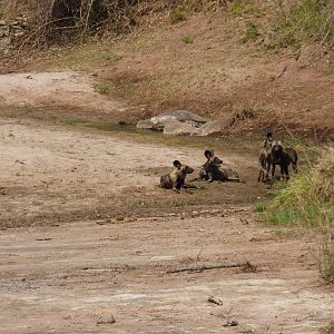 Pack of African Wild Dogs