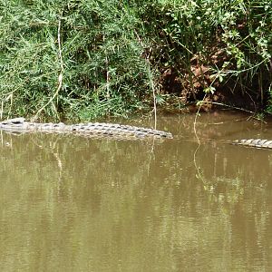 Crocodile in the river