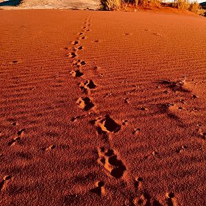 Kalahari