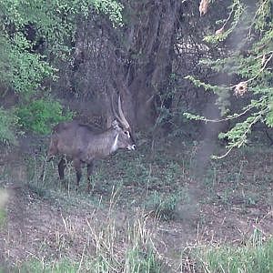 South Africa Hunting Waterbuck