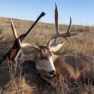 Hunting Mule Deer