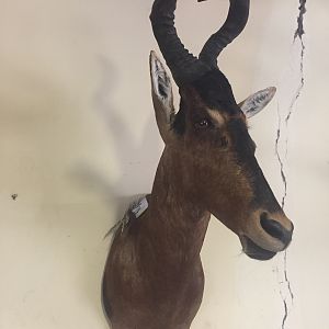 Red Hartebeest Shoulder Mount Taxidermy