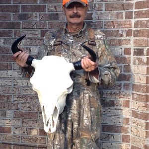 Bison European Skull Mount Taxidermy