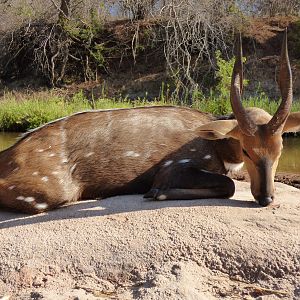 Bushbuck Hunt Zimbabwe