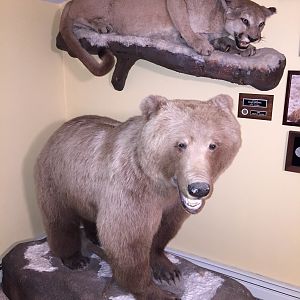 Bear & Mountain Lion Full Mount Taxidermy