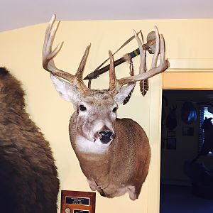 Buck Shoulder Mount Taxidermy