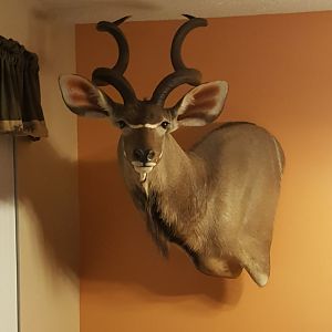 Kudu Shoulder Mount Taxidermy