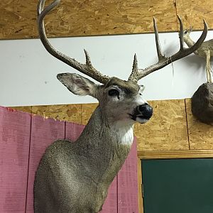 Deer Shoulder Mount Taxidermy