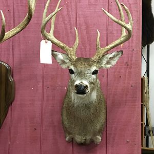 Deer Shoulder Mount Taxidermy