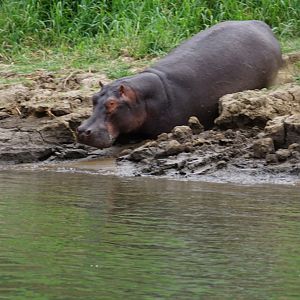 Hippos in Zimbabwe